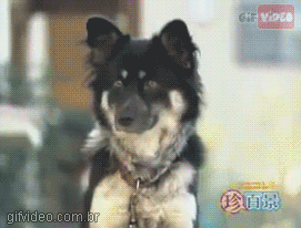 cachorro-sentado1.png