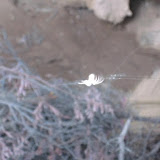 IMG_8749.JPG