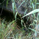 IMG_0172.JPG
