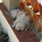 IMG_8841.JPG