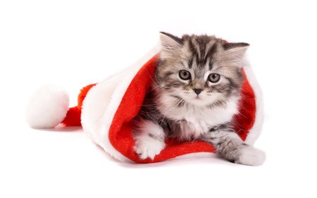 [Christmas Cat[6].jpg]