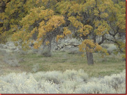 pics 015