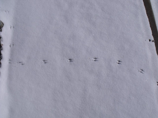 [snowday 031[3].jpg]