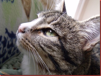 Home cash flow solution better business bureau