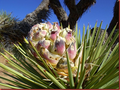 pics 006