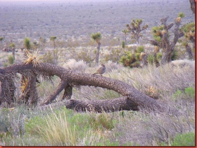 pics 004