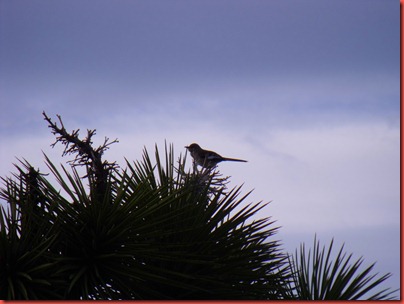 pics 006