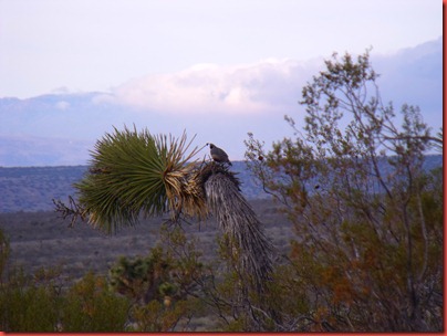 pics 008