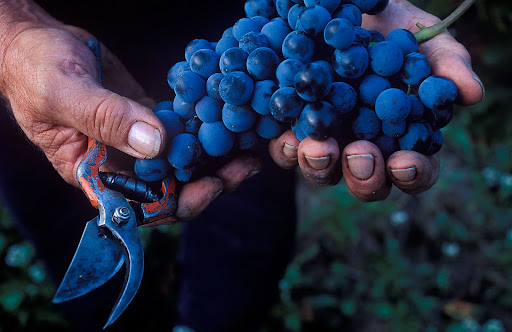 Ramon Mateva, agricultor, verema del celler Pasanau, garnatxa negra, DOQ Priorat La Morera de Montsant, Priorat, Tarragona 2002.10