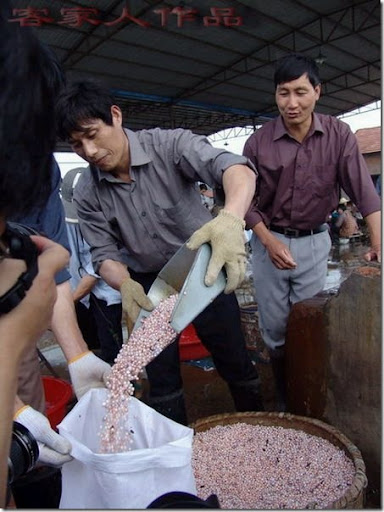 pearl_harvesting7