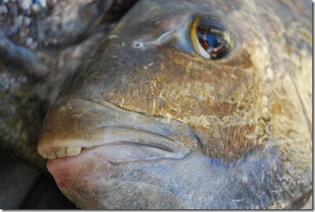 fish_with_human_teeth4