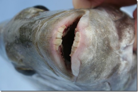 fish_with_human_teeth3