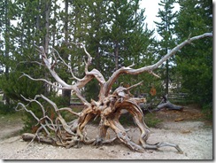 iphone-yellowstone-july-8-2009 028
