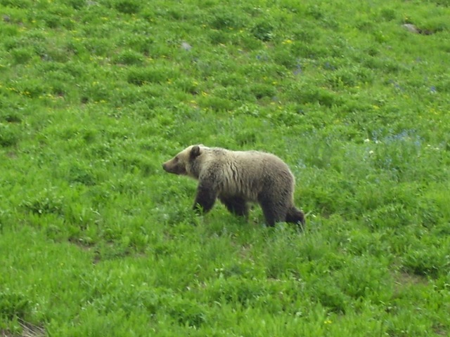 [bear32.jpg]
