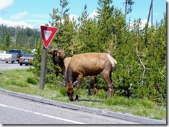 elks 2