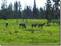 elks 1