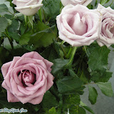 Flower Fair نمایشگاه گل و گیاه 1387 Flower Fair نمایشگاه گل و گیاه 1387