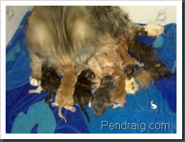 Photo of Pendraig Siberian Kittens born December 2009.
