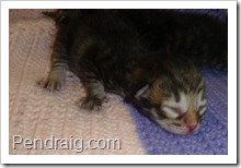 Image of warm brown tabby Siberian kitten.