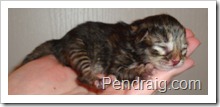 Image of brown torbie female siberian kitten.