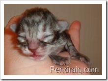 Image of silver Siberian Kitten.