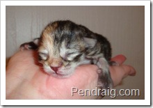 Image of silver torbie Siberian Kitten.