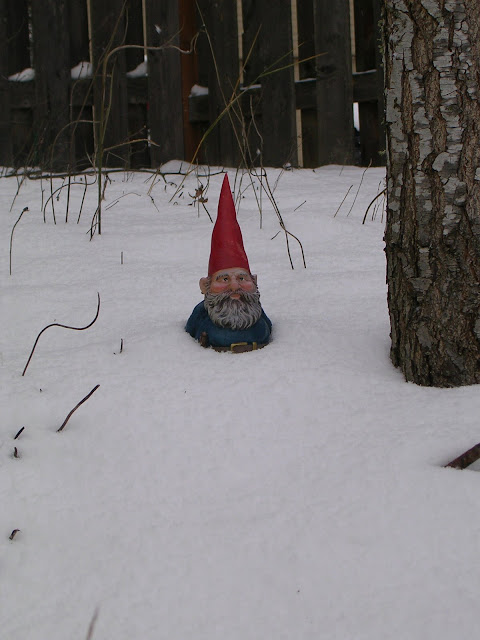 Gnome in the snow Our yard gnome in the snow 12/17