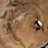 Fossil hunter Bob Simon of Dinosaur Safaris has found a nearly complete, highly articulated fossilized Camarasaurus skeleton on a private ranch in Shell. Simon is seen sitting on the neck of the dinosaur, next to its detached skull.