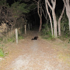 Das Opossum hat uns in der Nacht mehrmals besucht...