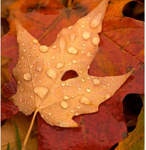 [autumn leaves with dew[9].jpg]