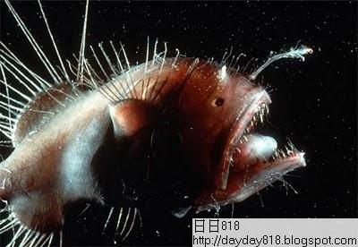 全球十大最恐怖 惡魔魚
