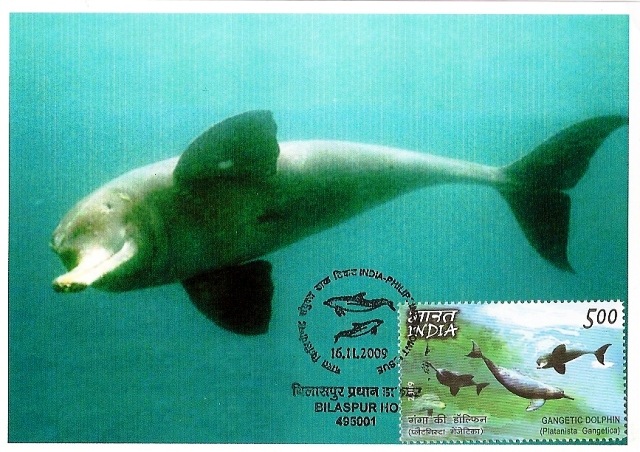 [Max. Card-Ganges River Dolphin[8].jpg]