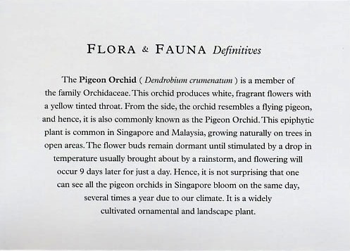 [Singapore Pigeon Orchid-2009.jpg 1[10].jpg]