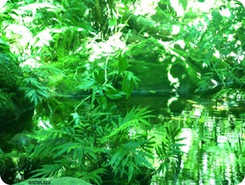 verde verde