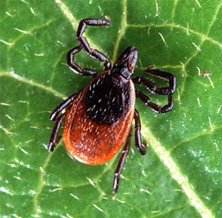 Deer Tick Deer Tick