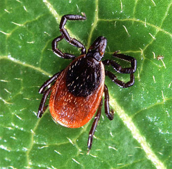 Deer Tick