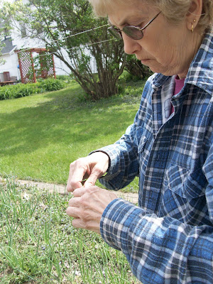 Sherry Sass picks the dirt off a a table onion in her garden near Riverside (KCII NEWS) Sherry Sass picks the dirt off a a table onion in her garden near Riverside (KCII NEWS)