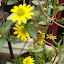 Sundance Yellow
