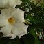 Christina's 10" Mandevill White garden