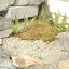 Christina's Fountain Ferns garden