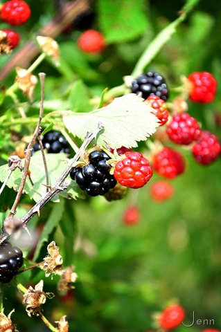 [Blackberries[7].jpg]