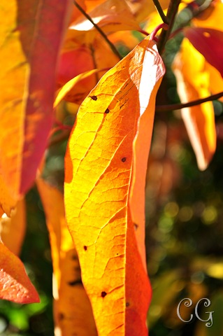 [orange leaf-1[7].jpg]