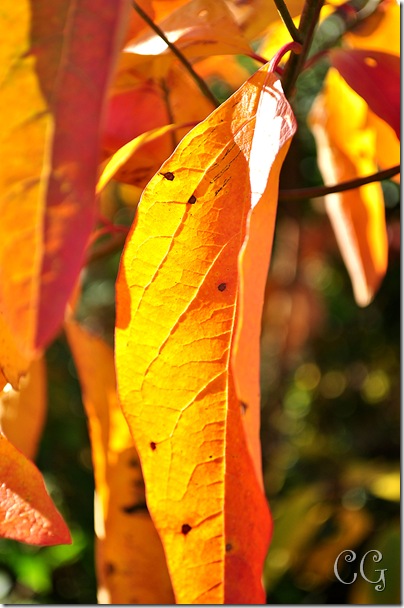 orange leaf-1