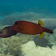 Yellow Boxfish