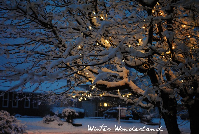 [winter wonderland[4].jpg]
