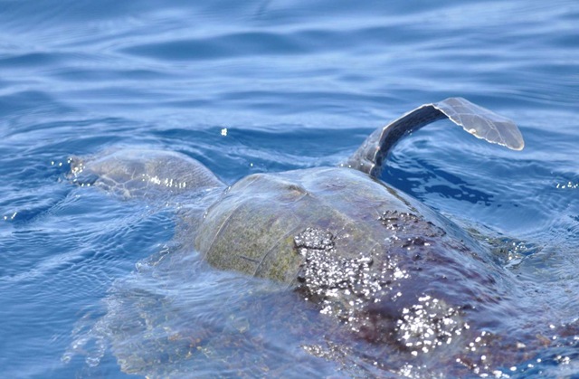 [Turtle Swimming 1[3].jpg]