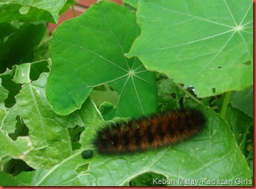 caterpillar caterpillar