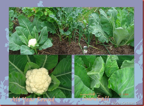 cauliflowers