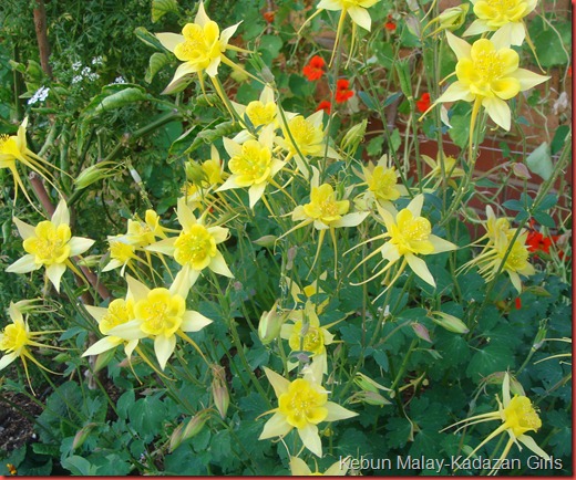 columbine