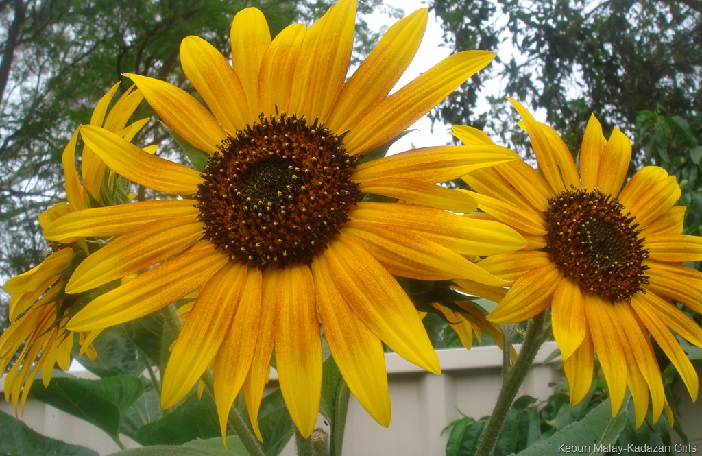 [Evening-sun-sunflower-2210.jpg]